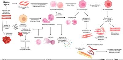 Arntl deficiency in myeloid cells reduces neutrophil recruitment and delays  skeletal muscle repair