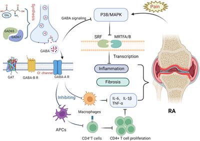 Frontiers | Understanding the function of the GABAergic system and its ...