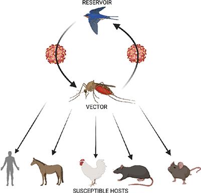 Frontiers | Usutu virus: An emerging flavivirus with potential threat ...