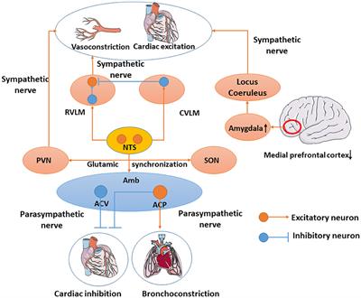 Circulating mitochondria promoted endothelial cGAS-derived  neuroinflammation in subfornical organ to aggravate sympathetic overdrive  in heart failure mice, Journal of Neuroinflammation