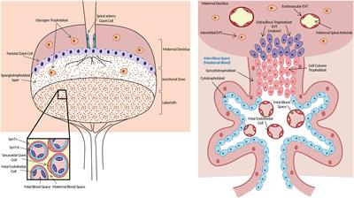 Frontiers | Animal models of the placenta accreta spectrum: current ...