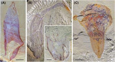 La Collection de la Fondation - Cambrian Explosion 10