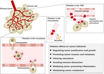 Frontiers | Platelets in the tumor microenvironment and their ...