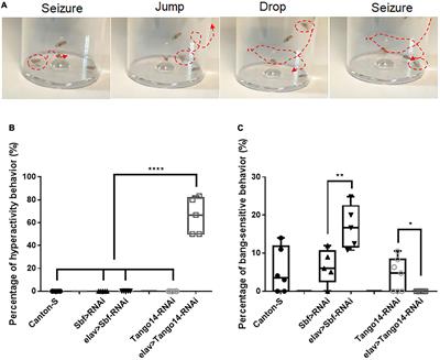 400px x 327px - Frontiers | Efficient strategies based on behavioral and  electrophysiological methods for epilepsy-related gene screening in the  Drosophila model