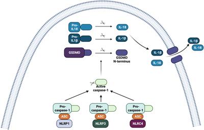 NOD-like receptor - Wikipedia