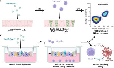 Invitrogen™ Dynabeads™ SARS-CoV-2 Spike Ig Total ELISA Kit 96 Products