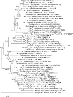 New method for taxonomic descriptions with coded notation