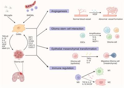 Frontiers | Glioma-associated microglia/macrophages (GAMs) in ...