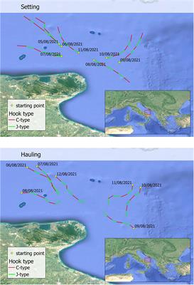 Mitigating effects on target and by-catch species fished by drifting  longlines using circle hooks in the South Adriatic Sea (Central  Mediterranean) - Frontiers