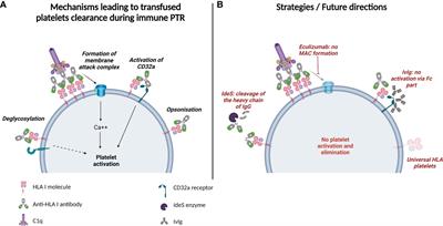 Frontiers | Anti-HLA Class I alloantibodies in platelet transfusion ...