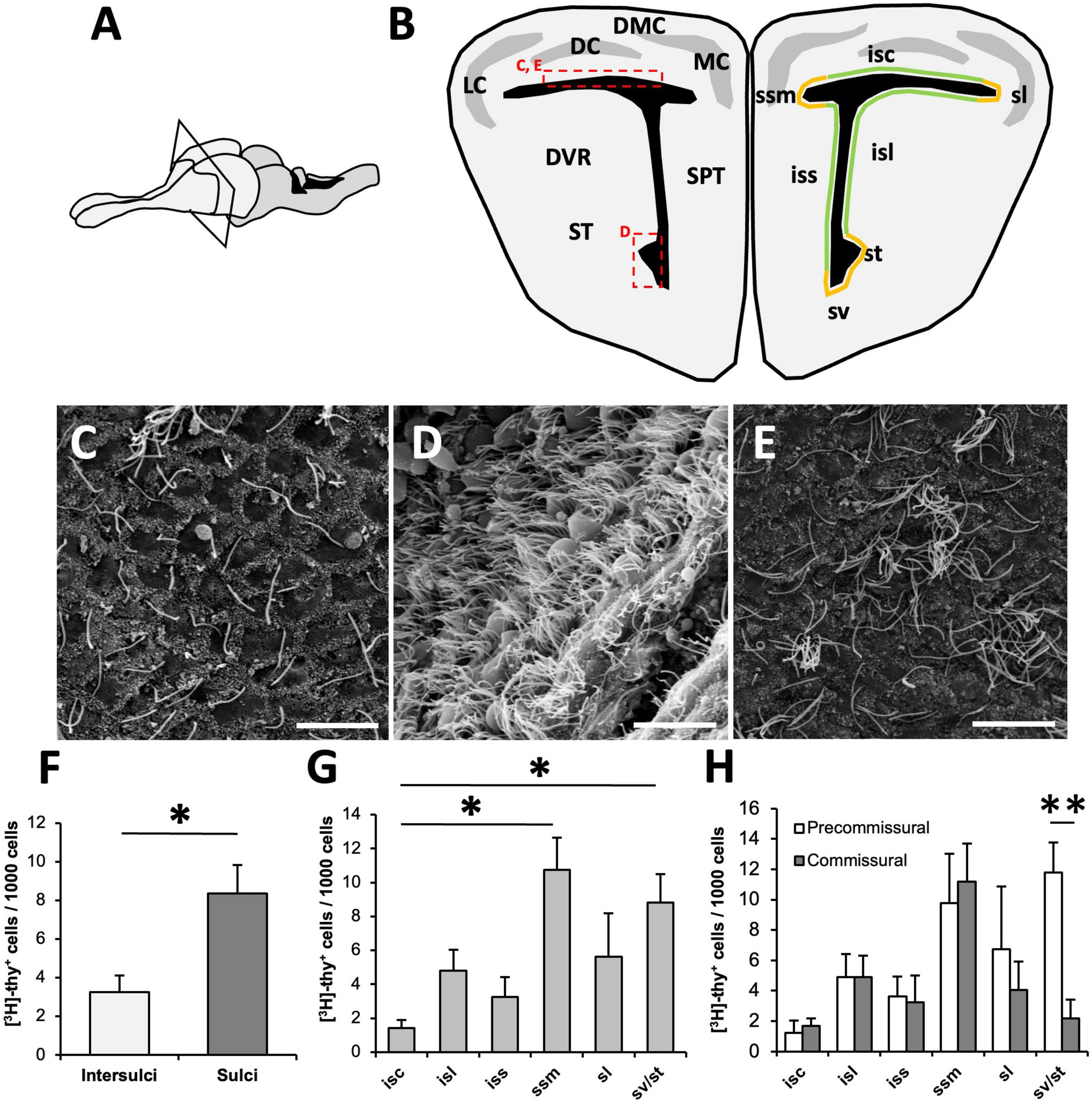 Neurogenesis: Soma's Renewal: Unveiling the Process of