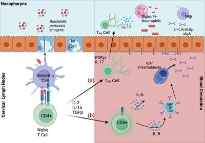 Reinvestigating the Coughing Rat Model of Pertussis To Understand