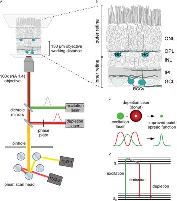 Frontiers | Super-resolution STED imaging in the inner and outer whole ...