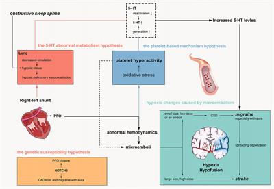 Frontiers | Recent progress in patent foramen ovale and related ...