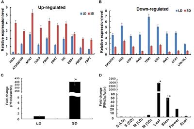 Frontiers | Genome-edited HEADING DATE 3a knockout enhances leaf ...