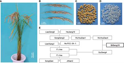 Landraces of temperate japonica rice have superior alleles for