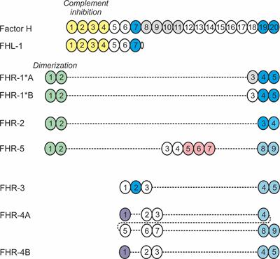 Evaluation of CfH -/-mouse kidney tissue for fusion protein