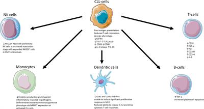 Frontiers | An updated perspective on immunoglobulin replacement in ...