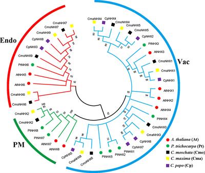 Frontiers Genome Wide Identification And Comprehensive Analyses Of