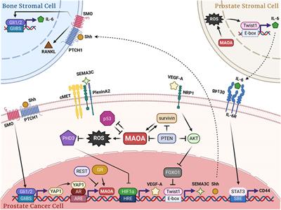 Frontiers | Monoamine oxidase A: An emerging therapeutic target in ...