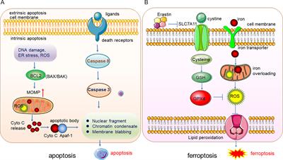 Frontiers Deciphering Comprehensive Features Of Tumor