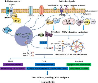 Frontiers | Role of NLRP3 in the pathogenesis and treatment of gout ...