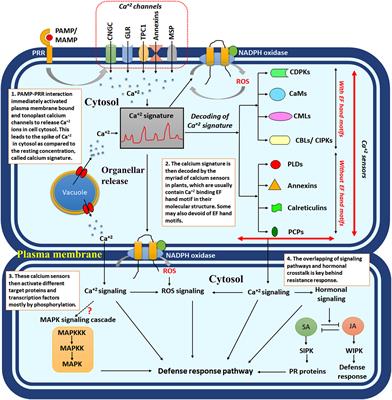 transduction du signal dans le calcium