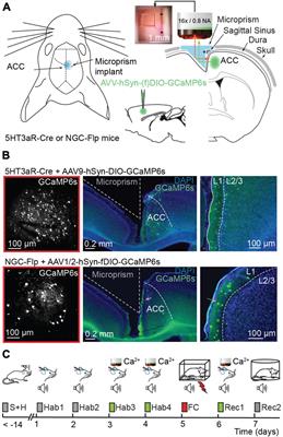 Anterior Cingulate Cortex Damage: Effects & Recovery