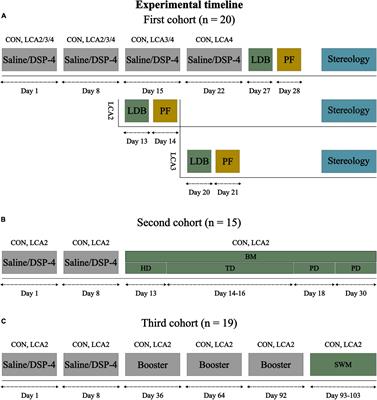 Frontiers | Locus coeruleus ablation in mice: protocol optimization ...