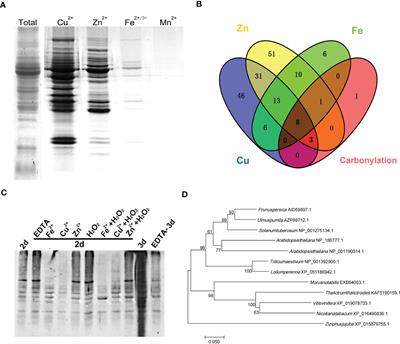 Frontiers  Cytological alterations and oxidative stress induced