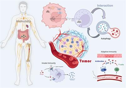 Full article: Interactions of Autophagy and the Immune System in Health and  Diseases