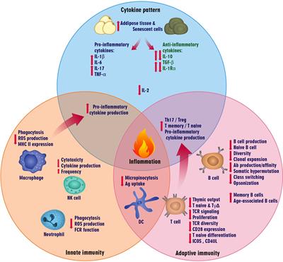 Frontiers  Age-dependent immune responses in COVID-19-mediated liver  injury: focus on cytokines