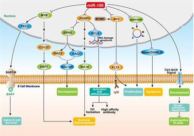 Frontiers | Multiple functions and regulatory network of miR-150 in B ...