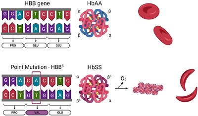 Frontiers | The APC-EPCR-PAR1 axis in sickle cell disease