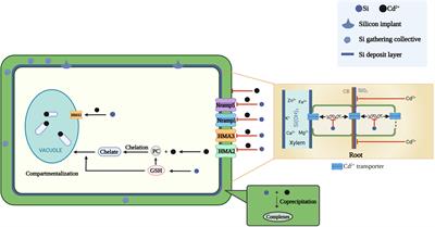 Frontiers | The mechanism of silicon on alleviating cadmium toxicity in ...