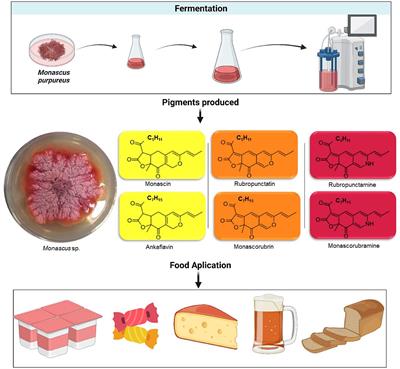 Frontiers | The potential, strategies, and challenges of Monascus ...