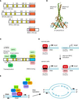 Frontiers | Strategies to target the cancer driver MYC in tumor cells