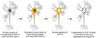 Frontiers | Mechanisms underlying TDP-43 pathology and ...