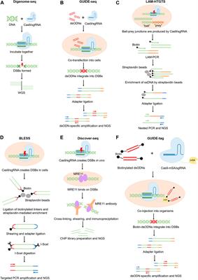 Frontiers | Off-target effects in CRISPR/Cas9 gene editing