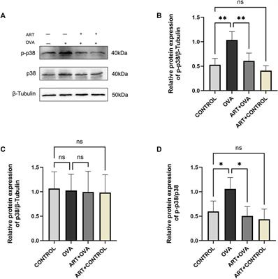 Frontiers | Artesunate inhibits airway remodeling in asthma via the ...