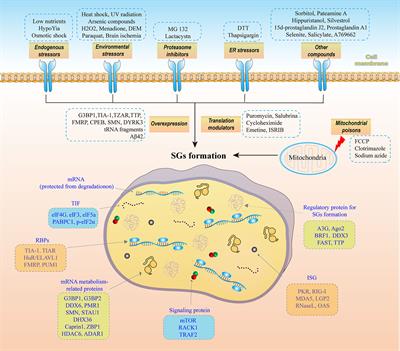 Frontiers | Stress granules: potential therapeutic targets for ...