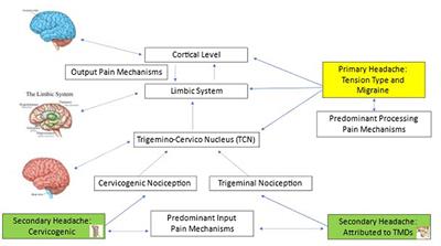 Frontiers | Headache and orofacial pain: A traffic-light prognosis ...