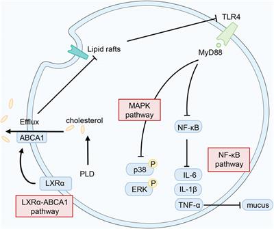 Frontiers | The pharmacology and mechanisms of platycodin D, an active ...