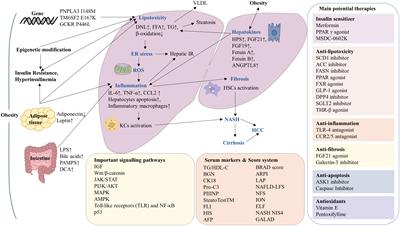 Frontiers | Obesity, non-alcoholic fatty liver disease and ...