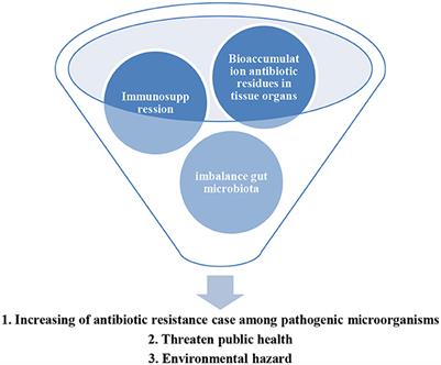 Frontiers | Exploring the roles of phytobiotics in relieving the ...