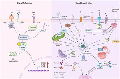 Frontiers | The mechanisms of NLRP3 inflammasome/pyroptosis activation ...