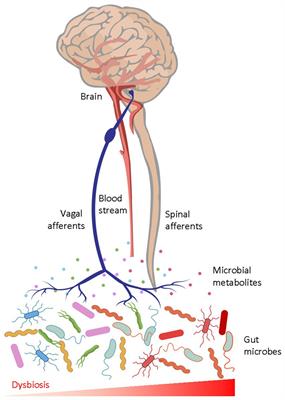 Gut Microbiome–Brain Alliance: A Landscape View into Mental and