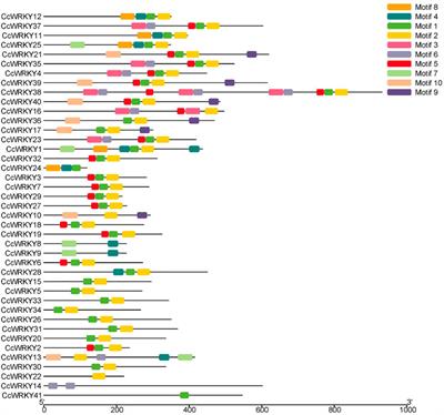 Frontiers  Identification of WRKY gene family members in amaranth based on  a transcriptome database and functional analysis of AtrWRKY42-2 in betalain  metabolism