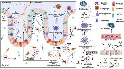 Frontiers | Comparative in-silico analysis of microbial dysbiosis ...