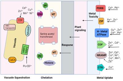 Frontiers | Detoxifying the heavy metals: a multipronged study of ...